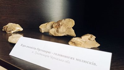 Жив сорок мільйонів років тому – скелет динозавра вперше експонується в краєзнавчому музеї Житомира