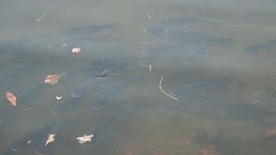 На Вінниччині стартувало осіннє зариблення водойм На Вінниччині стартувало осіннє зариблення водойм