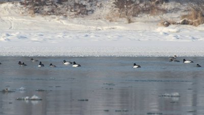 птахи, дністер, гоголі зеленоголові, крех малий, річка, зима