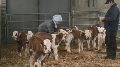 Менше молока: як працює ферма на Черкащині в умовах відключень світла Менше молока: як працює ферма на Черкащині в умовах відключень світла