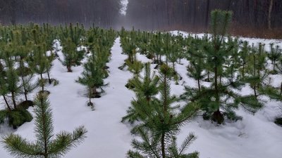 На Сумщині перевірили законність продажу ялинок На Сумщині перевірили законність продажу ялинок