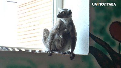Мама-лемур із малечею Мама-лемур із малечею