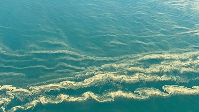 Чорне море біля Одеси “зацвіло”: купатися та їсти морепродукти тимчасово не рекомендують Чорне море біля Одеси “зацвіло”: купатися та їсти морепродукти тимчасово не рекомендують