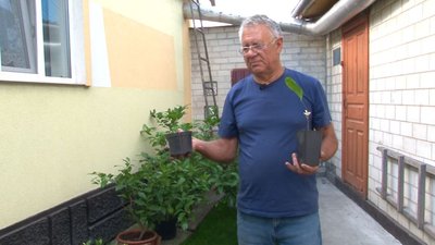 Лимони, гранати й банани: черкасець вдома вирощує екзотичні рослини