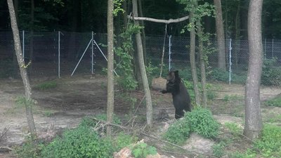 На Львівщині у ведмежому притулку відкрили нову туристичну стежку На Львівщині у ведмежому притулку відкрили нову туристичну стежку