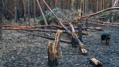 Фахівці оцінюють екологічні наслідки війни для трьох громад Миколаївщини: які перші висновки Фахівці оцінюють екологічні наслідки війни для трьох громад Миколаївщини: які перші висновки