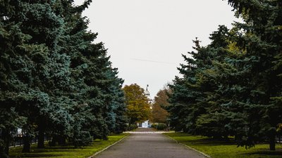 "Жива" чи штучна. Яку ялинку вибрати для новорічних свят "Жива" чи штучна. Яку ялинку вибрати для новорічних свят