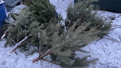Утилізація новорічних ялинок: як це роблять у Полтаві Утилізація новорічних ялинок: як це роблять у Полтаві