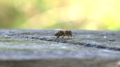 На Івано-Франківщині пасічник штучно виводить бджіл карпатської породи На Івано-Франківщині пасічник штучно виводить бджіл карпатської породи
