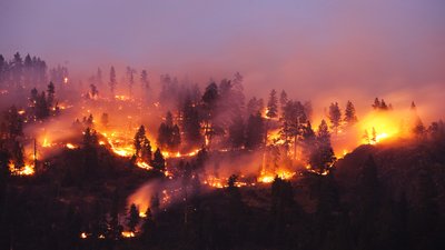 Лісові пожежі на Миколаївщині: погоріла площа — як декілька футбольних полів — ДСНС