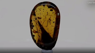 99 мільйонів років у бурштині. Вчені знайшли череп найменшого динозавра