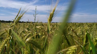 Прогноз погоди: на Миколаївщині сонячно