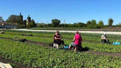 Господарства Черкащини збирають урожай редиски Господарства Черкащини збирають урожай редиски
