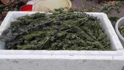 На Житомирщині поліція під час обшуку вилучила наркотиків на мільйон гривень На Житомирщині поліція під час обшуку вилучила наркотиків на мільйон гривень