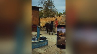 Херсон поні UAnimals