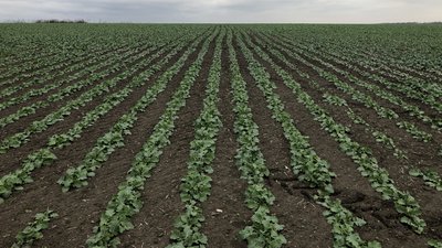 На Полтавщині завершили посів озимих культур: скільки засіяли та які проблеми виникали