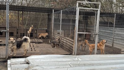 Для збереження й розвитку: у Кропивницькому міська рада ініціює передачу притулку для тварин "БІМ" до власності громади Для збереження й розвитку: у Кропивницькому міська рада ініціює передачу притулку для тварин "БІМ" до власності громади