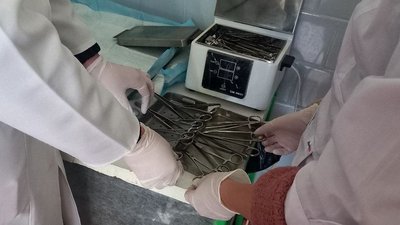У Сумах проходить акція з безоплатної стерилізації котів У Сумах проходить акція з безоплатної стерилізації котів