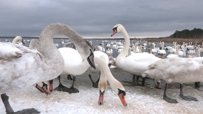 На Рівненщині зимують лебеді з Румунії та Латвії