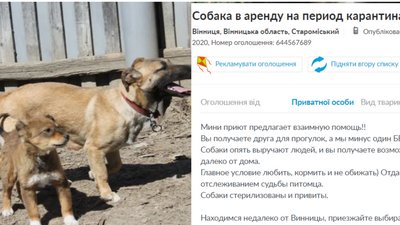 Оренда собак Оренда собак