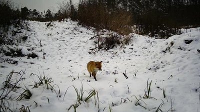 У лісах Кіровоградщини встановили дев’ять фотопасток. Для чого вони потрібні У лісах Кіровоградщини встановили дев’ять фотопасток. Для чого вони потрібні