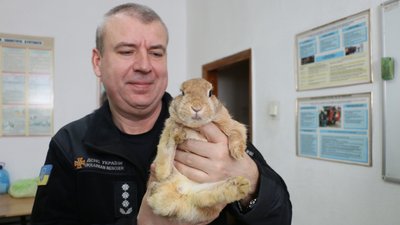 У Харкові пожежники врятували кроленя, яке покинули у квартирі У Харкові пожежники врятували кроленя, яке покинули у квартирі