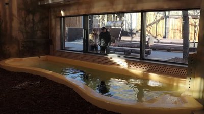 У Харківському зоопарку показали нове житло капібарів У Харківському зоопарку показали нове житло капібарів