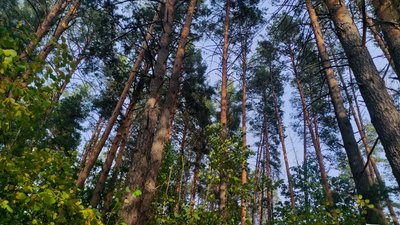 На Житомирщині виявили справжній природний ліс під час дослідження лісових масивів Народицького господарства На Житомирщині виявили справжній природний ліс під час дослідження лісових масивів Народицького господарства