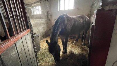 Знімають емоційне та психологічне навантаження. У Миколаєві готують коней для роботи з вершниками Знімають емоційне та психологічне навантаження. У Миколаєві готують коней для роботи з вершниками