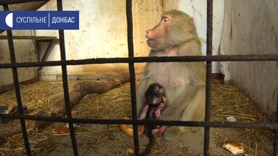 У зоопарку Маріуполя народилось мавпеня У зоопарку Маріуполя народилось мавпеня