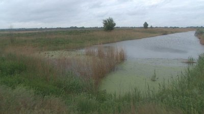 У забрудненні річки Татарки на Дніпропетровщині підозрюють Самарський рибгосп – Держекоінспекція