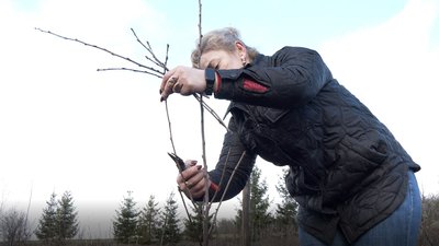 Обрізка дерев на Тернопільщині, Тернопіль, 3 квітня, 2024 Обрізка дерев на Тернопільщині, Тернопіль, 3 квітня, 2024