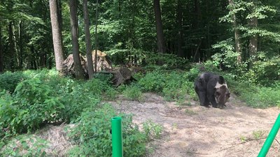 На Львівщині у ведмежому притулку відкрили нову туристичну стежку