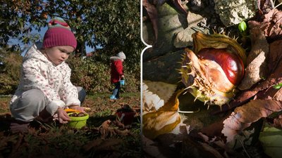 Каштани в Луцьку, здати каштани Луцьк Волинська область, збір каштанів
