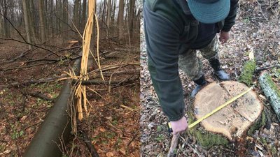 На Ужгородщині виявили незаконні рубки дерев на понад 630 тисяч гривень