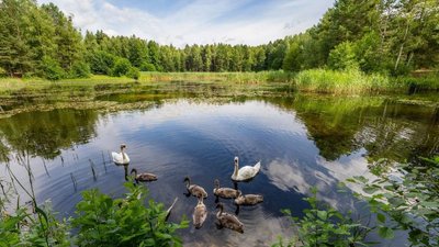 Сім'я лебедів на водоймі