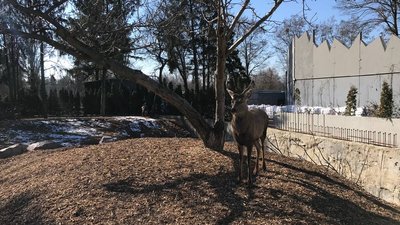 Щоб забути про війну: у Черкасах відновив роботу зоопарк Щоб забути про війну: у Черкасах відновив роботу зоопарк