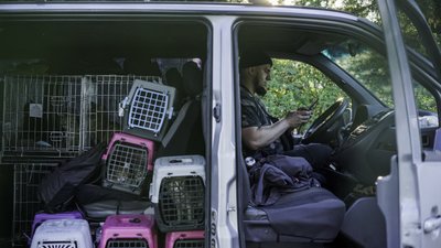 З виправної колонії поблизу Мар'їнки волонтери евакуювали котів. СУСПІЛЬНЕ | ВІДЕОНОВИНИ