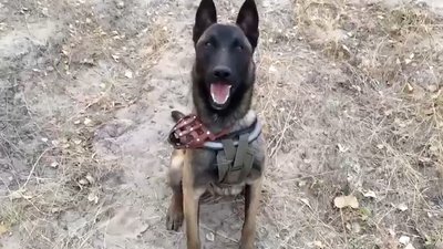 Службовий пес бійця Нацгвардії Службовий пес бійця Нацгвардії
