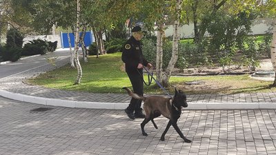 Поповнення на службі митниці Херсонщини: як працює бельгійська вівчарка Хазар