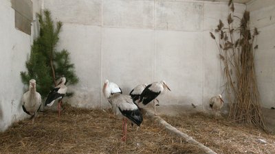 Ринок, пожежна частина, зоопарк – як рятували лелеку ДСНС-ники Чернігівщини Ринок, пожежна частина, зоопарк – як рятували лелеку ДСНС-ники Чернігівщини
