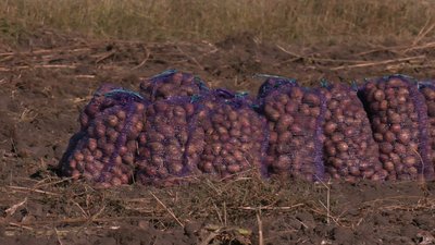 У селі на Черкащині збирають урожай "Садів перемоги" У селі на Черкащині збирають урожай "Садів перемоги"
