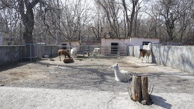 В Одеському зоопарку народилася лама В Одеському зоопарку народилася лама
