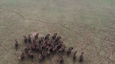 На Вінниччині зафільмували стадо зубрів у дикій природі На Вінниччині зафільмували стадо зубрів у дикій природі