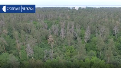 Ліси на Черкащині всихають через зміну клімату