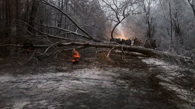 Дерева перегородили дорогу біля села Поліське на Волині