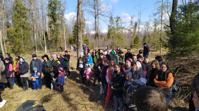 У Богородчанському лісництві прикарпатці й переселенці посадили понад 1 700 саджанців модрини