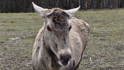 У Галицькому національному природному парку олень шляхетний скинув роги У Галицькому національному природному парку олень шляхетний скинув роги