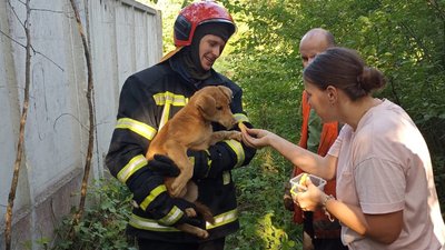 У Львові рятувальники витягнули собаку з приміщення глибиною 7 метрів У Львові рятувальники витягнули собаку з приміщення глибиною 7 метрів