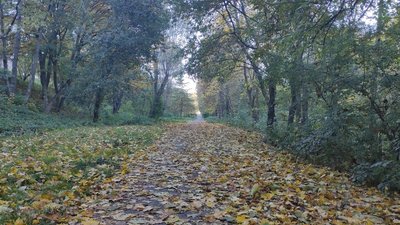 Сопільче, парк, осінь
